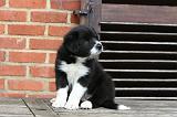 BORDER COLLIE 1280
